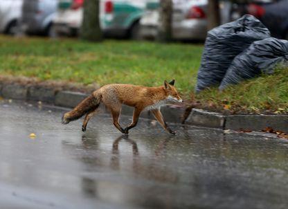 Biolog: „Să nu uităm că nu suntem singuri în orașe”. Ce faci când te întâlnești cu un animal sălbatic pe stradă?
