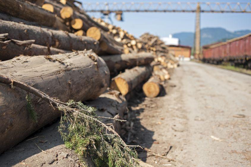 Unele companii de prelucrare a lemnului din România folosesc inclusiv coaja, pentru a valorifica tot ceea ce achiziționează. Foto: Raul Ștef