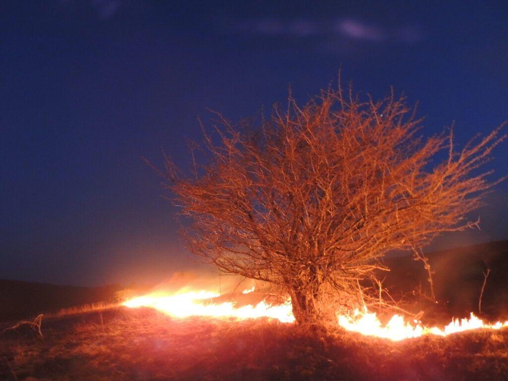 În 2023, aici, în locul care ardea cu doar câțiva ani înainte, am stat de vorbă cu ciobanul. PressOne a intrat în posesia unei arhive foto-video care arată amploarea incendiilor de vegetație din Carașova și Parcul Național Semenic-Cheile Carașului încă din 2013