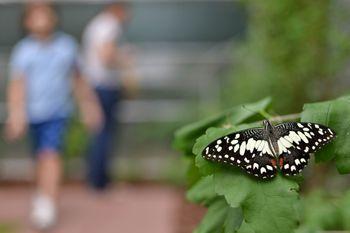 Fluturele de citrice comun, specia "Papilio demoleus", are o anvergură a aripilor de până la 10 centimetri. Este originar din Asia și din Australia. Partea dorsală a aripilor are un fundal negru traversat de o bandă neregulată galbenă.