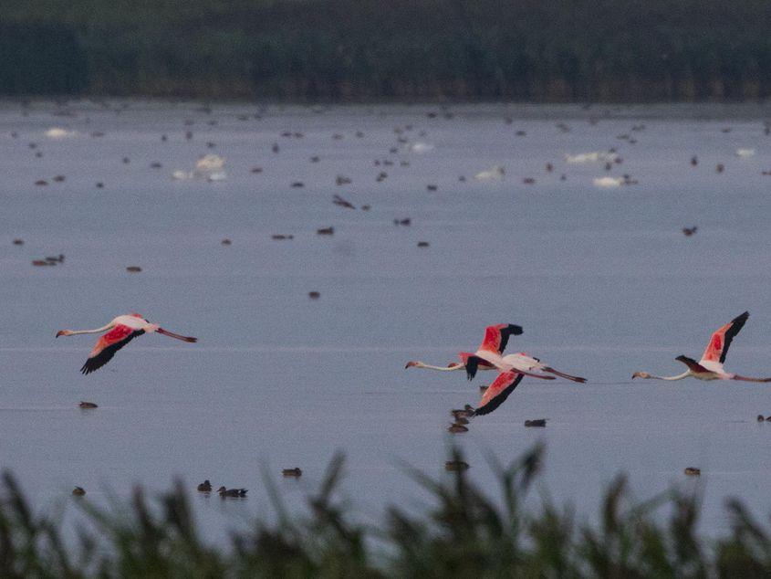 Flamingi fotografiați în Delta Dunării. Foto: Florin Stavarache.