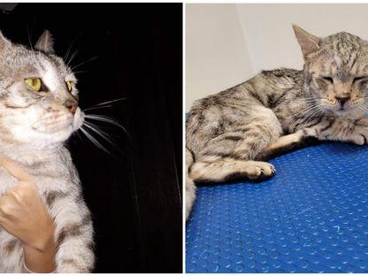 Căsuța Pisicească. Cum au murit zeci de pisici la cel mai cunoscut adăpost din Iași, sub ochii autorităților și pe banii iubitorilor de animale 