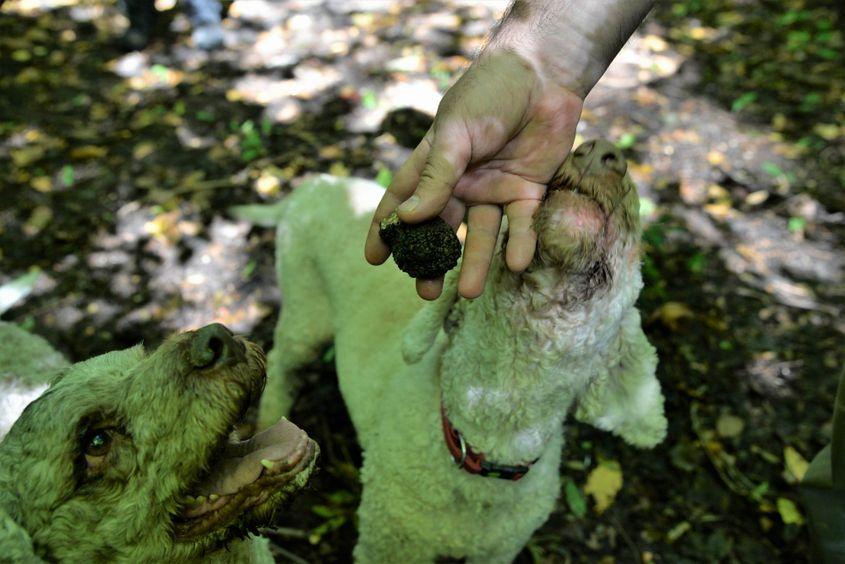 Legătura dintre om și câine este secretul trufarilor adevărați. Foto: Lucian Muntean