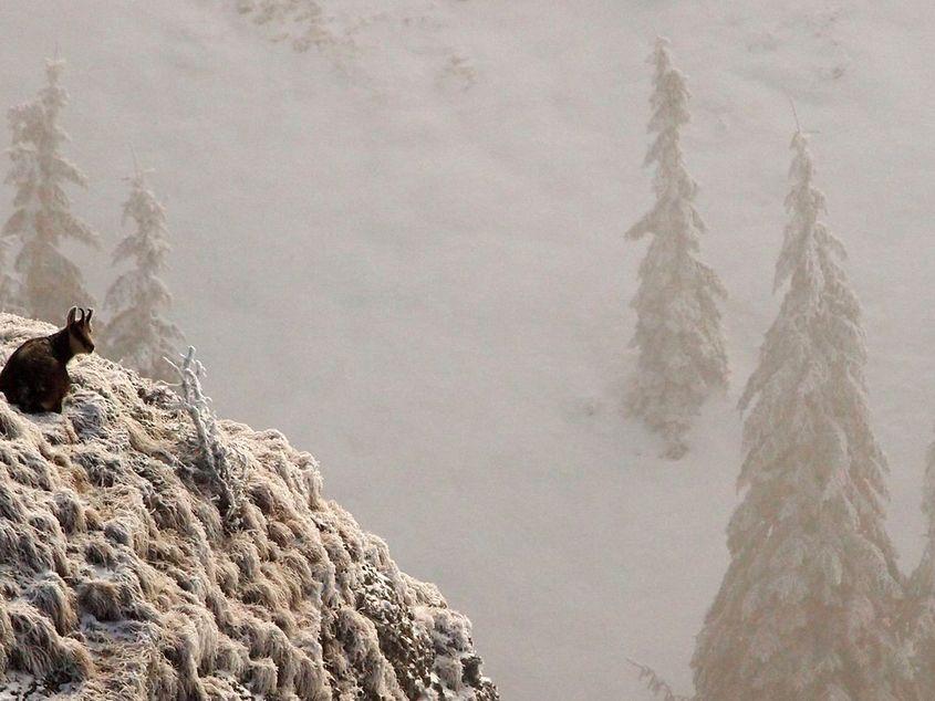 Capra-neagră este specie protejată prin lege în România. Foto: Septimiu Bizo ©