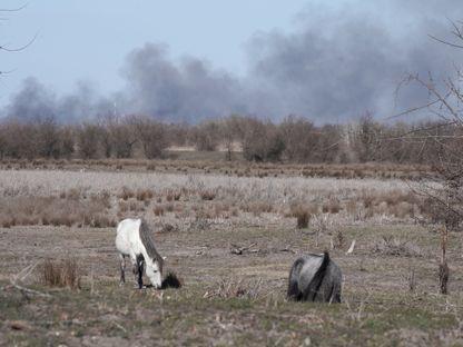 Romania burns (I). How the Danube Delta found itself on the bushfire map of Europe: "Boatmen are using fire to get rid of reeds"