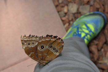 În timp ce fotografiam, un Împărat a poposit pe pantalonii mei, atras de culoare.