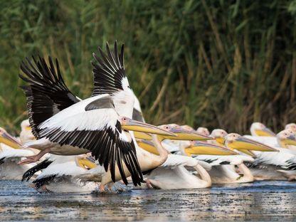 O barieră fatală pentru zece pelicani