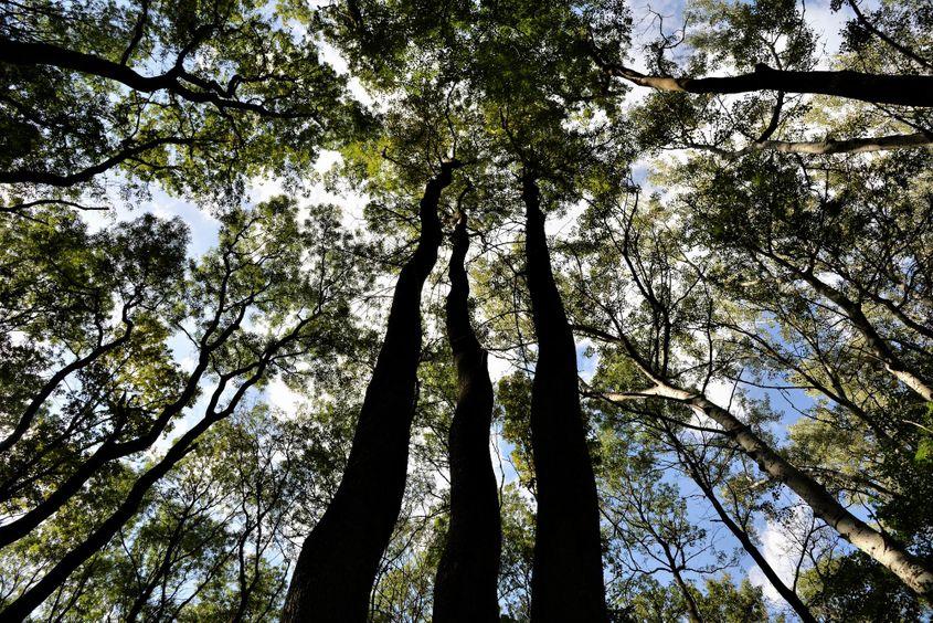 Fără trufe, multe păduri de foioase ar muri. Foto: Lucian Muntean