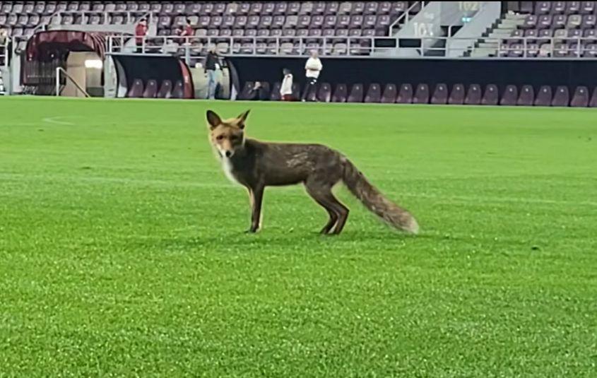 O vulpe a venit în vizită pe stadionul Giulești, la scurt timp după un meci de fotbal. foto: captură video / YouTube