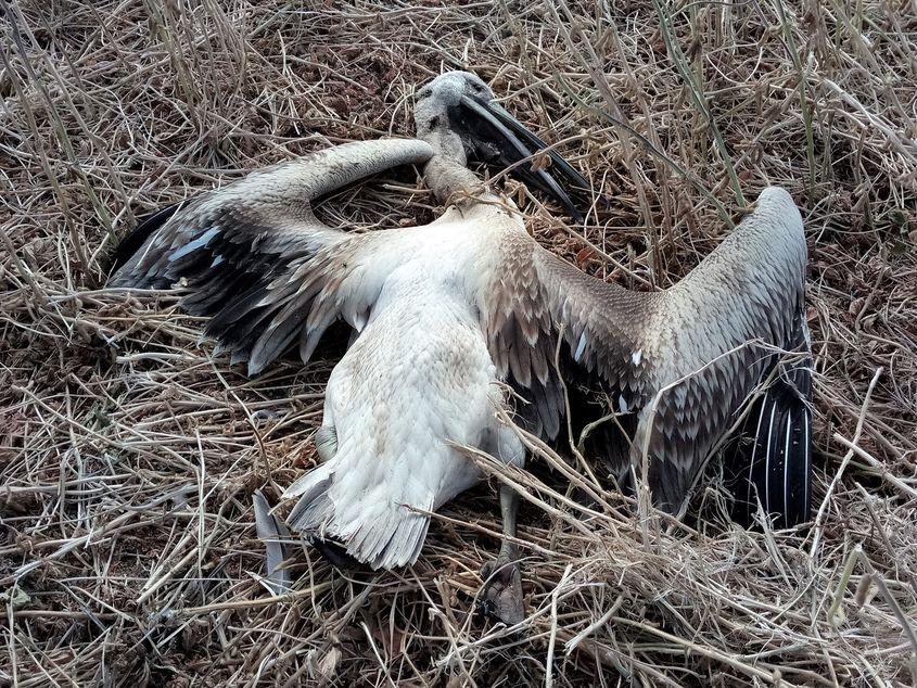 Un pelican imatur găsit lângă Călărași. Foto: Emil Todorov