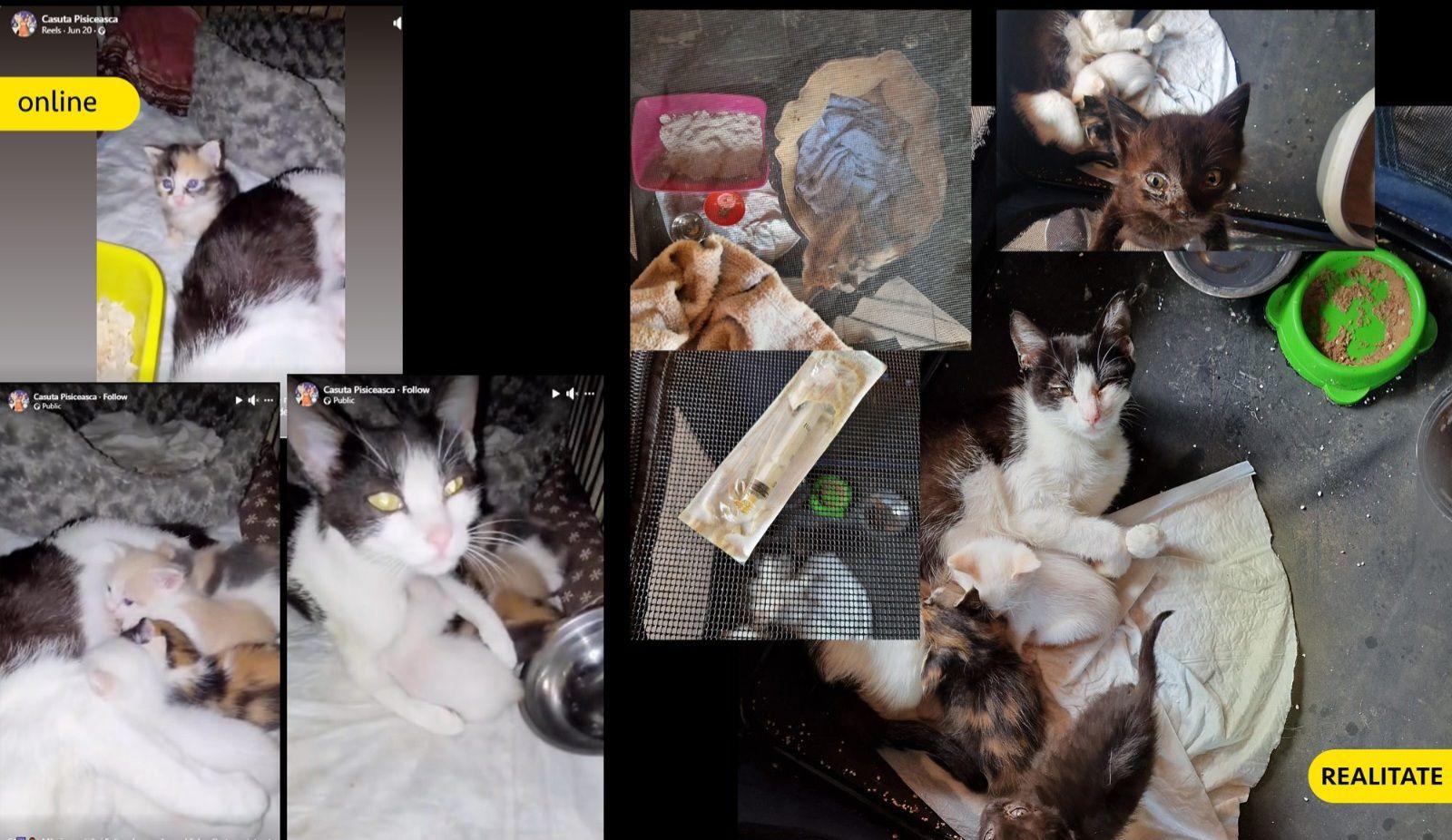 Pisici înainte și după ce au ajuns în adăpostul „Căsuța pisicească”