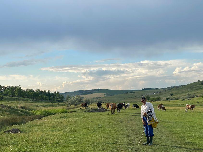 Un bărbat de 66 de ani paște vacile în apropiere de satul Bălțați, județul Vaslui. Foto: Lavinia Niță / PressOne