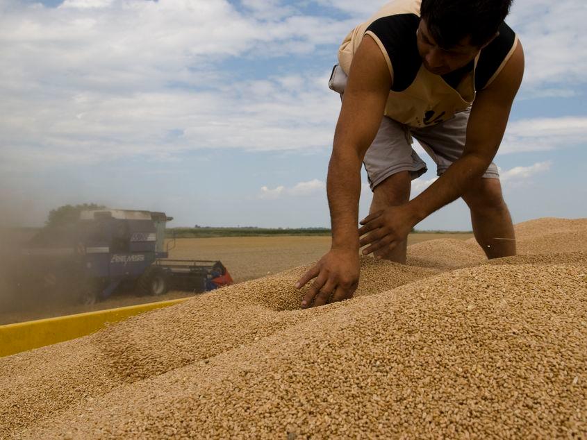 Cerealele românești au băgat în corzi fermierii și Guvernul, după interzicerea exporturilor. Foto: Mircea Gherase (c)