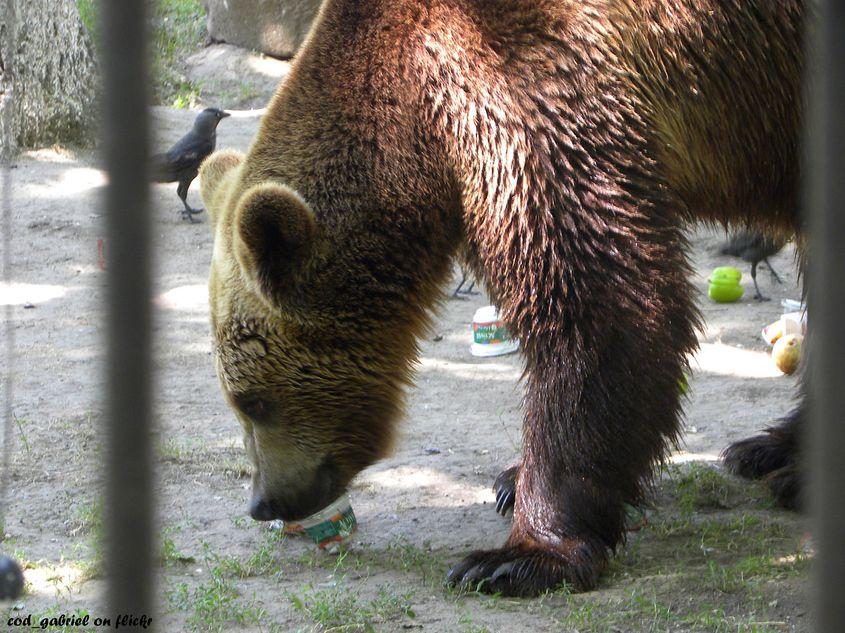 Urs din grădina zoologică Brăila