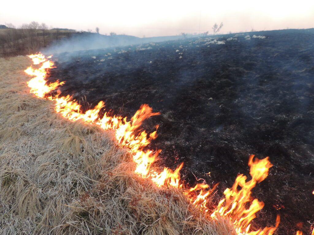 Focul mănâncă cu rapiditate vegetația uscată martie 2019, Carașova