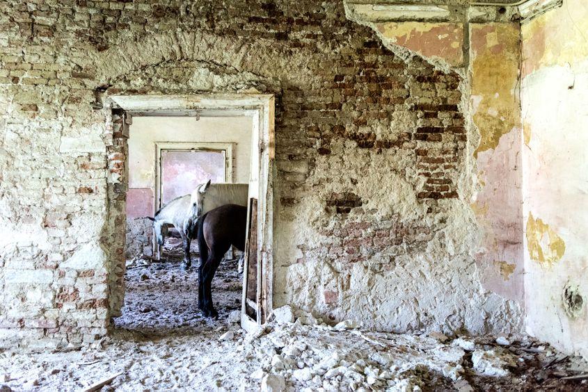 Fostul castel Wesselényi din comuna Dragu e locuit de cai. Foto: Raul Ștef