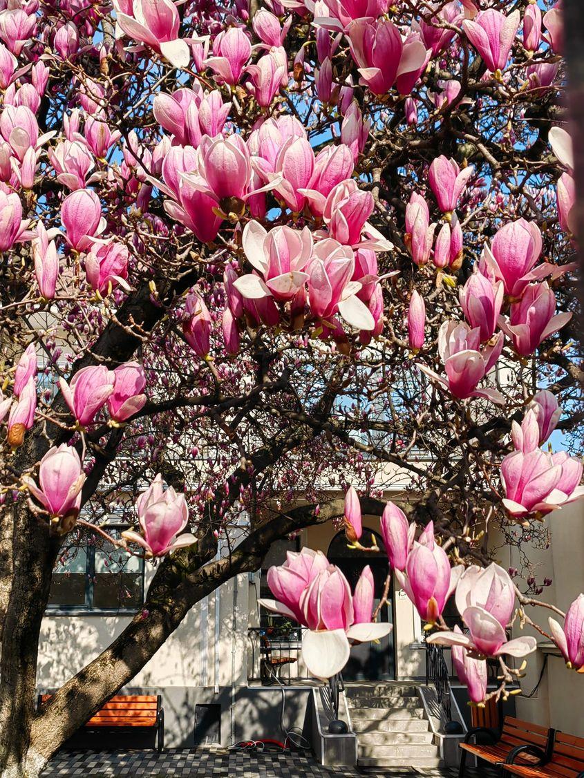Cea mai bătrână magnolie din București. Foto: Diana Robu