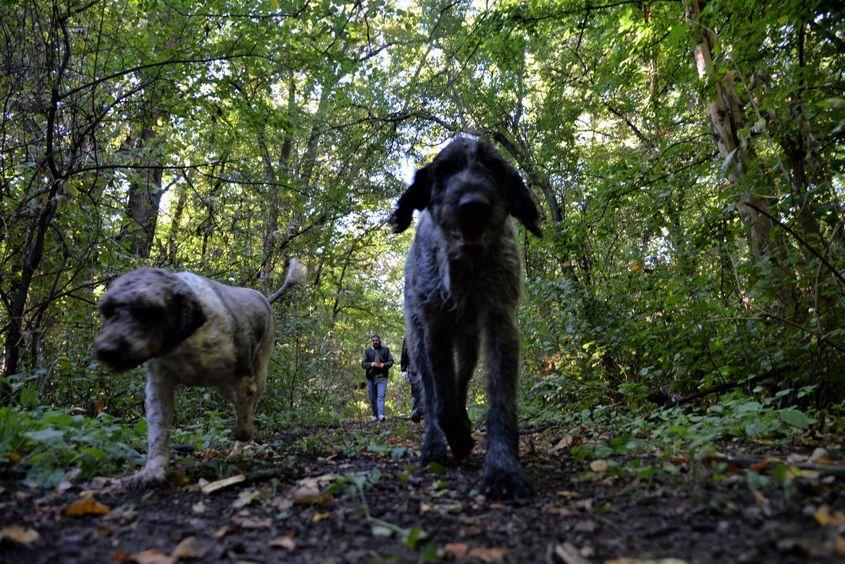 Câinii, mereu înainte, sunt farurile olfactive cu care culegătorii văd sub pământ. Foto: Lucian Muntean