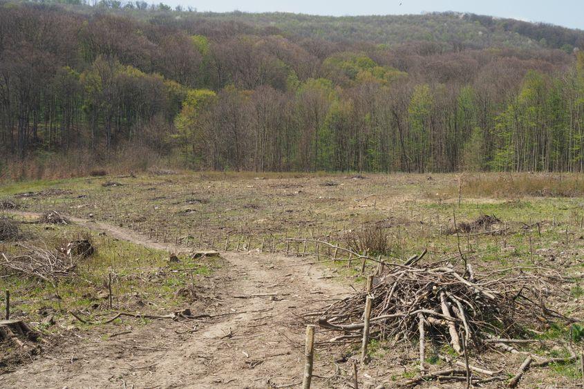 Tăierile rase din zona Dobrovăț-Bârnova sunt criticate de biologi pentru impactul negativ asupra speciilor rare