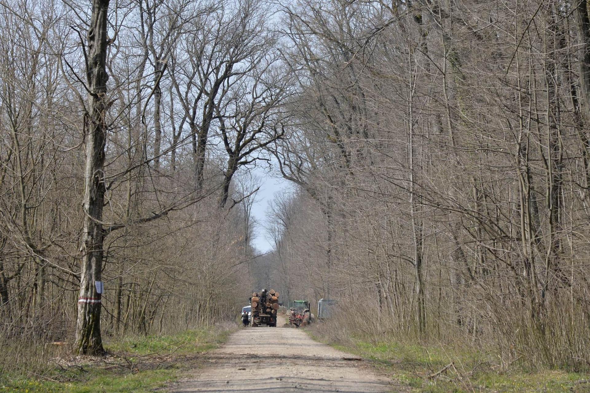 Exploatare în curs în pădurea Vlădiceasca. Foto: Lucian Muntean