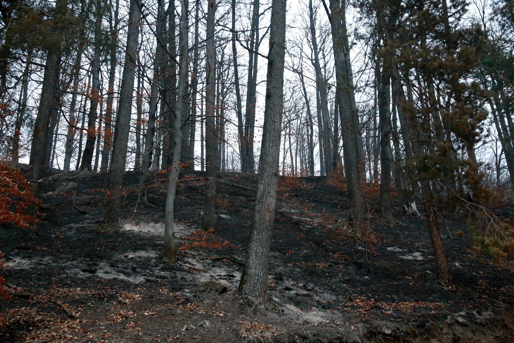 Urmările incendiului de pădure de pe fondul Ocolului Silvic Oituz, județul Bacău, noiembrie 2021. Foto: Gabriel Petrescu Agerpres