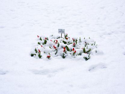 Zăpadă în luna lui April