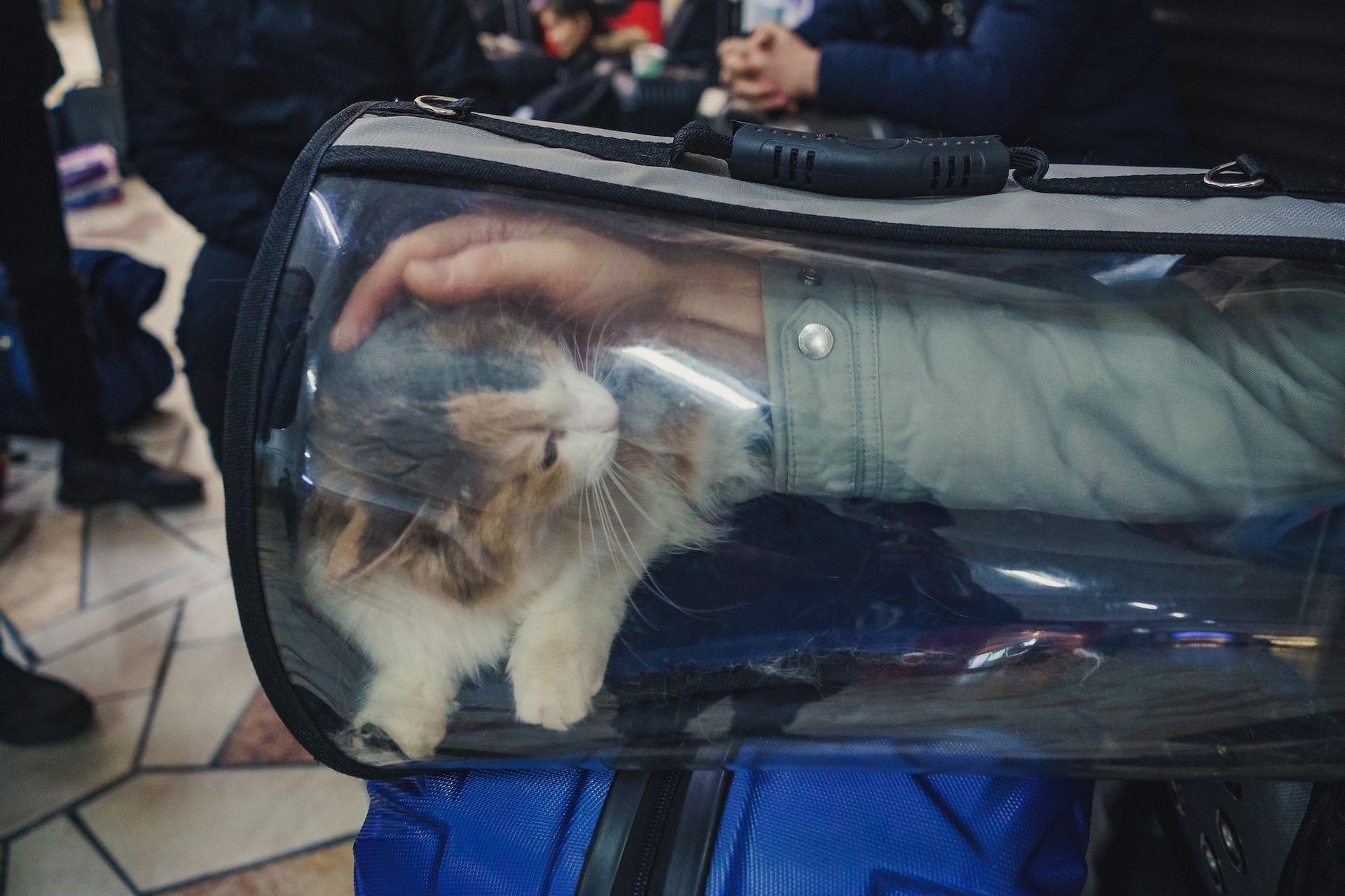 Pisicilor le este mai greu să se acomodeze cu schimbările decât câinilor. Foto: Ioana Epure, <em>martie, 2022</em>.