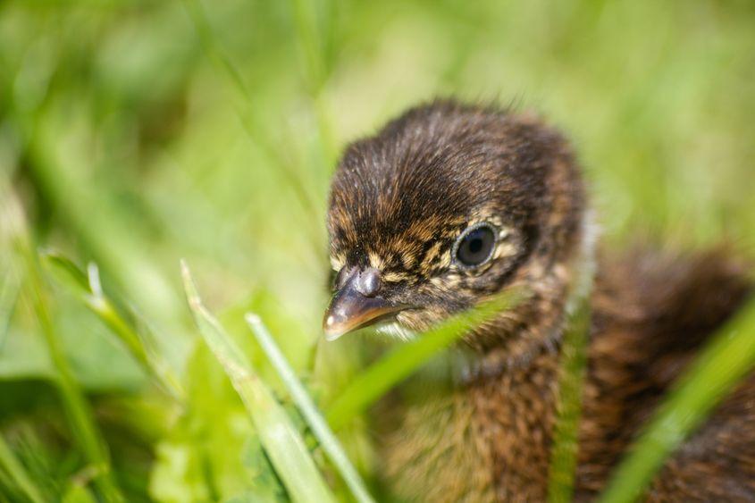 Pui de fazan, specie din ordinul galiformelor. Foto: Dreamstime/Mykira