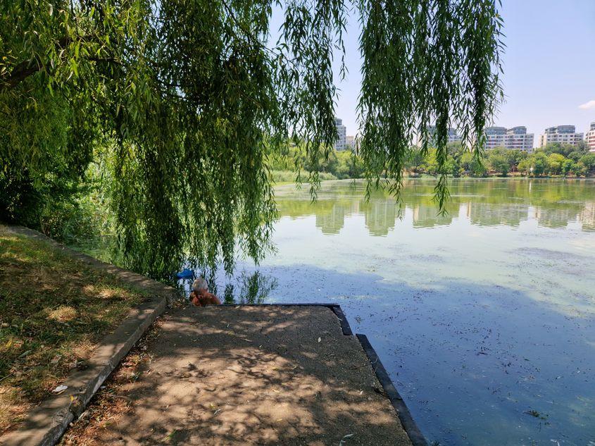 Aspectul apei nu-l împiedică pe un bucureștean să se scalde zilnic în Lacul Tei. Foto: Răzvan Filip