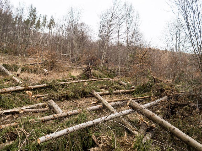 Pădure defrișată la câțiva kilometri de comuna Săcuieu.