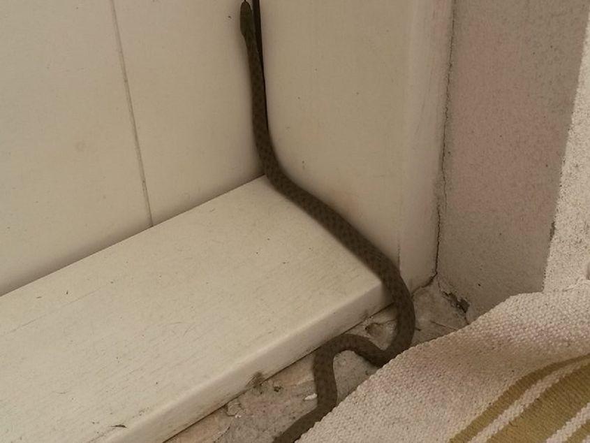 Un șarpe încearcă să treacă de ușă. Foto: Cristina Călinoiu