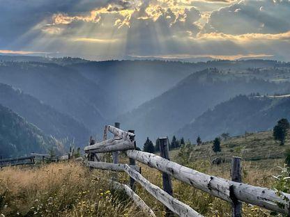 Mătușa Poezie