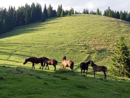 Pietre moarte, pietre vii, plus o cruce la o răspântie de drum