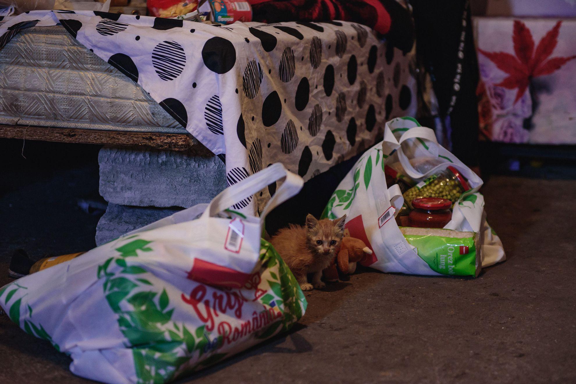 Ceilalți copii ai Marianei, pisoii, au mirosit imediat mâncarea din sacoșele primite de la asociația Carusel