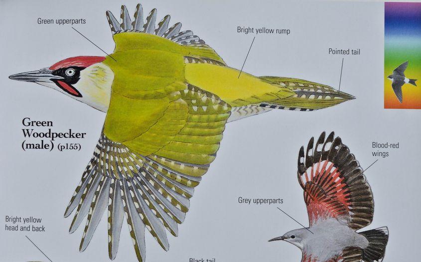 Coloritul ghionoaiei verzi, evidențiat în două desene din determinatorul „Birds by colour”, de Marc Duquet, lucrare publicată la editura Christopher Helm din Londra. Porțiunile roșii din „obrajii” masculilor (ca în desene) sunt negre în cazul femelelor.