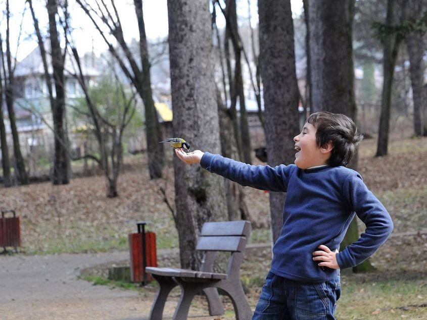 Lucian Oprișan, în Parcul Central din Vatra Dornei, cu un pițigoi mare (Parus major). Foto: Mihaela Oprișan