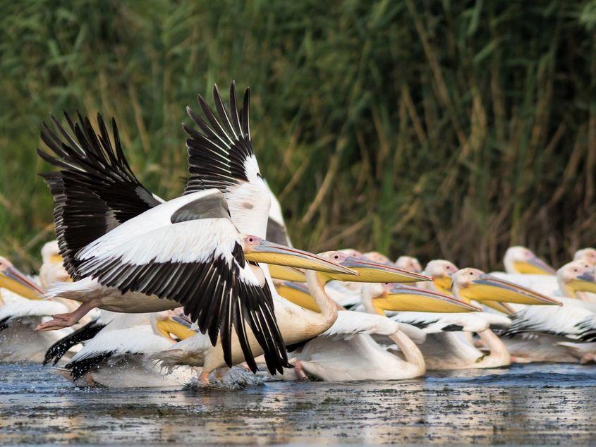 Pelicani comuni în Delta Dunării. Foto: Silviu Panțîru