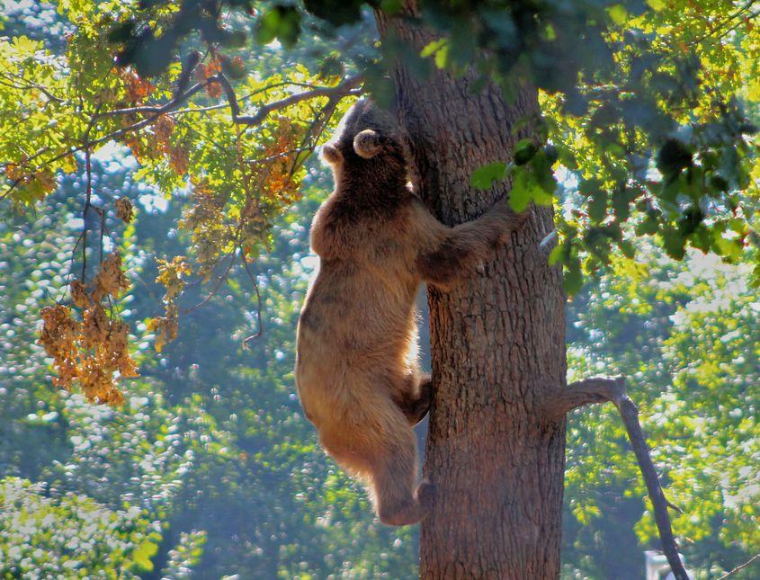 Un urs din Libearty Bear Sanctuary, Zărnești, un loc unde animalele mai primesc o șansă la viață. 