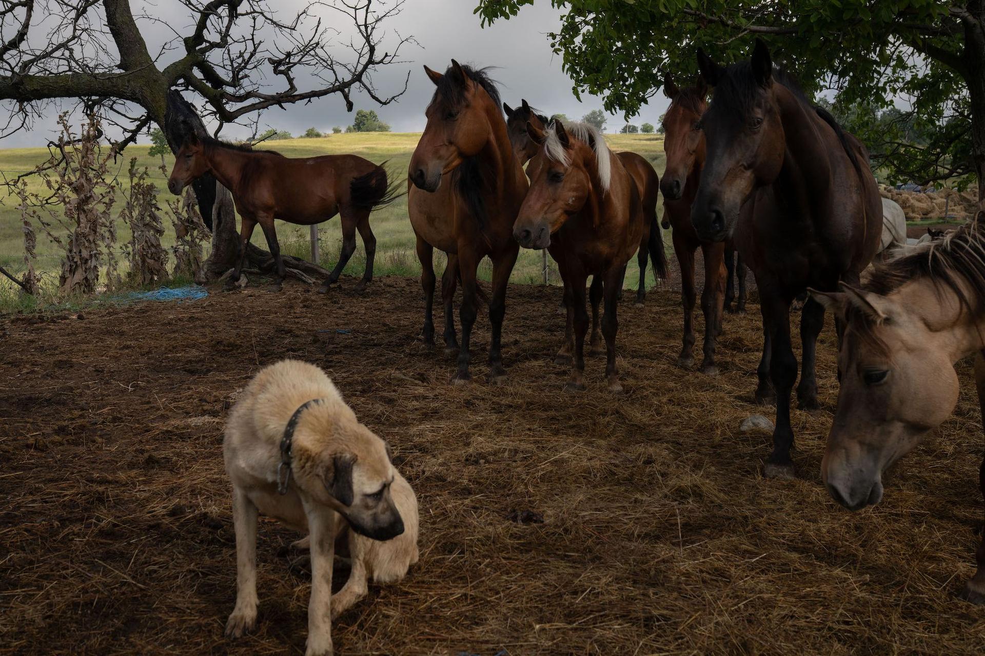 Sanctuarul Save the Horses adăpostește nu doar cai, ci și peste 60 de câini. Aceștia au fost abandonați de stăpânii lor, preluați de pe stradă de asociație, sterilizați și deparazitați, dar sunt foarte greu de adoptat, pentru că lumea caută în general pui sau dorește animale de rasă. Foto: Andreea Câmpeanu