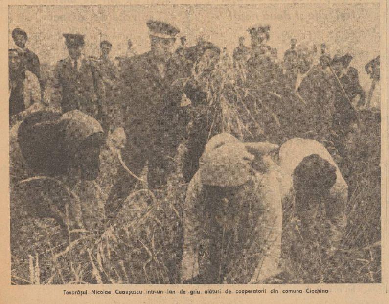 Ceaușescu nu se ferea de munca de jos. Captură foto din România Liberă (1975) via adt.arcanum.com