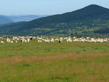 Via Transilvanica. Din Şieu pân' la Monor, drumul e un basm de flori