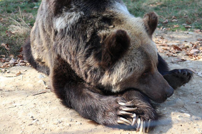 Urșii din România sunt uciși fără să se știe, de fapt, câți sunt și fără să se ia măsuri de prevenție a incidentelor. Foto: Pagina de Facebook a Libearty Bear Sanctuary (c)