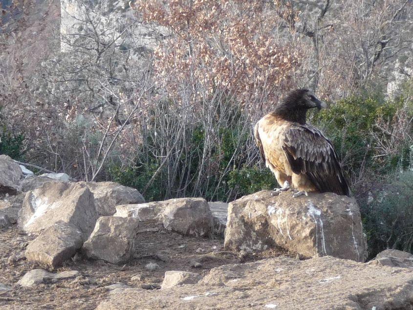 Adonis, în Franța, pe 26 decembrie 2016. Foto: Vulture Conservation Foundation