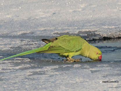 Cei șase papagali frumoși au scăpat de îngheț