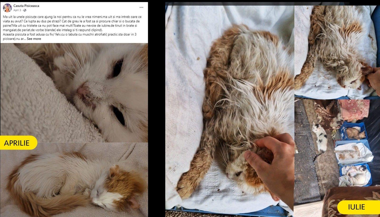 Pisici înainte și după ce au ajuns în adăpostul „Căsuța pisicească”