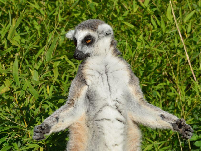 Lemur meditând. Foto: Dreamstime.com/Paul Wishart