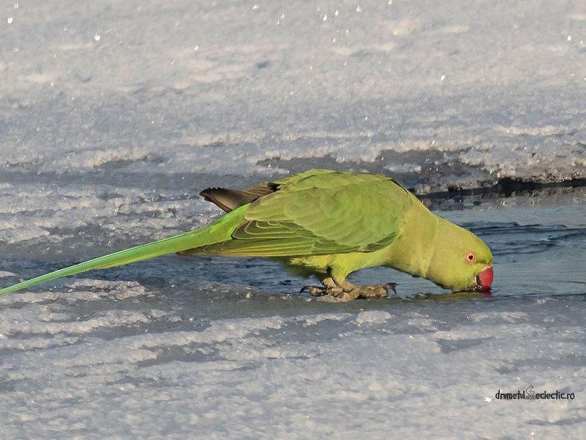 Ianuarie 2017, lacul din Parcul Tineretului. Foto: Florin Chirilă