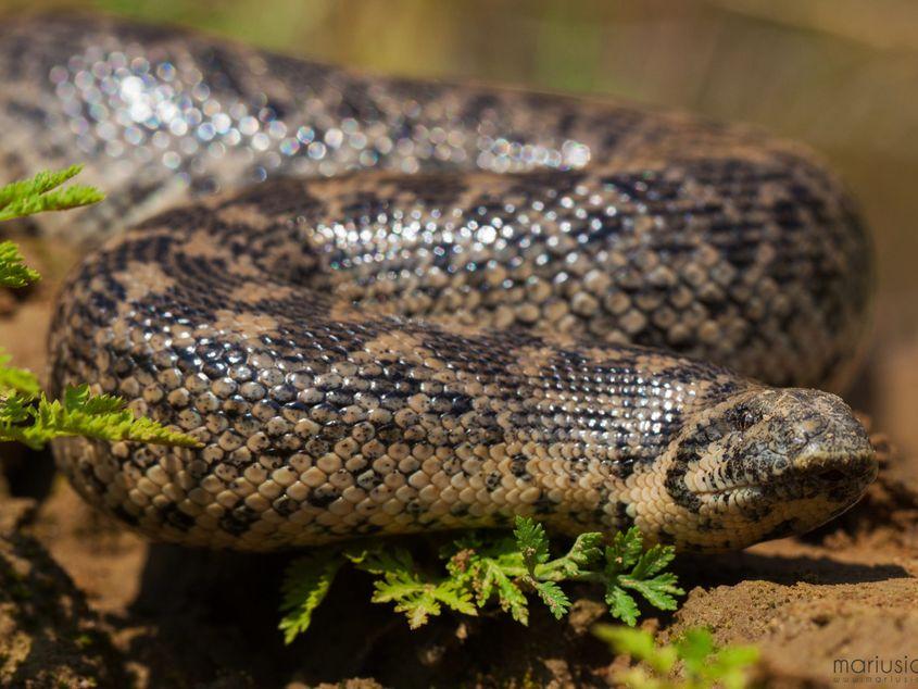 Boa de nisip, cea mai rară specie de șerpi din România. Foto: Marius Iancu