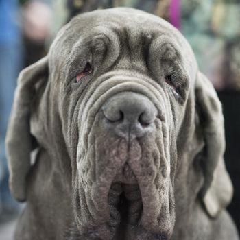 Ernie e un Neapolitan Mastiff care locuiește în Marea Britanie.