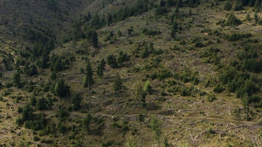 În România au fost defrișate ilegal sute de mii de hectare de pădure. Foto: Voicu Bojan